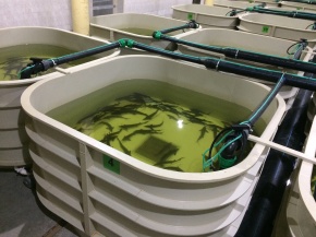 Производство бассейнов для рыбозавода "Эра-98"